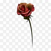 һ��õ�廨-������