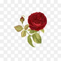 红色玫瑰花手绘-空若网 红色玫瑰花手绘-空若网