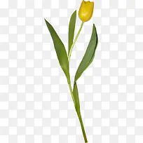 黄玫瑰-空若网 黄玫瑰-空若网