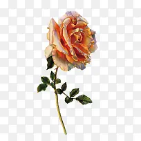 矢量玫瑰花-空若网 矢量玫瑰花-空若网