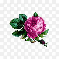 �Һ�ɫõ�廨�ֻ�-������