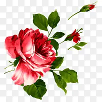 手绘玫瑰花-空若网 手绘玫瑰花-空若网