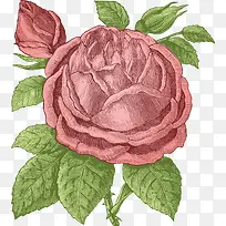 手绘玫瑰花-空若网 手绘玫瑰花-空若网