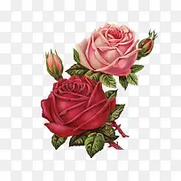 玫瑰花手绘-空若网 玫瑰花手绘-空若网
