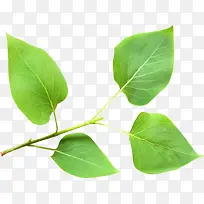 春之草-空若网 春之草-空若网