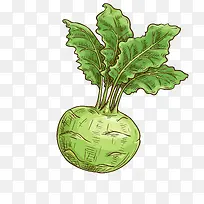 矢量卡通扁平化芥菜png-空若网 矢量卡通扁平化芥菜png-空若网