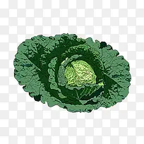 白菜插图-空若网 白菜插图-空若网