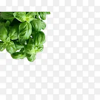 绿色新鲜蔬菜-空若网 绿色新鲜蔬菜-空若网