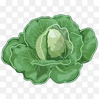 包菜-空若网 包菜-空若网