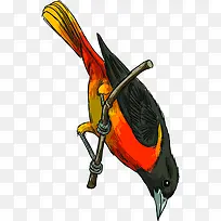 手绘低头创意喜鹊-空若网 手绘低头创意喜鹊-空若网