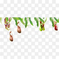 枝头垂挂果蔬蔬菜-空若网 枝头垂挂果蔬蔬菜-空若网