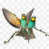 卡通喜鹊鸟类展开翅膀-空若网 卡通喜鹊鸟类展开翅膀-空若网