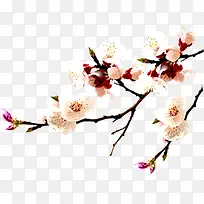 ֦ͷ��ɫ�һ�-������