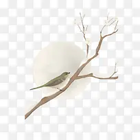 喜鹊攀枝-空若网 喜鹊攀枝-空若网