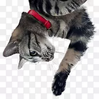 è������߿�ѧ��ʳ����è-������