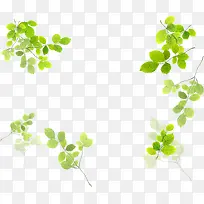 ����������Ҷ��֦�ϼ�-������