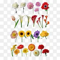 各种彩色花朵合集-空若网 各种彩色花朵合集-空若网