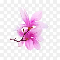 紫色花朵-空若网 紫色花朵-空若网