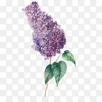 ��ɫ޹�²�-������