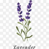 矢量薰衣草-空若网 矢量薰衣草-空若网