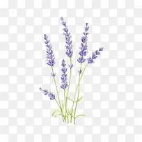 手绘薰衣草-空若网 手绘薰衣草-空若网