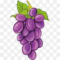 矢量手绘紫色葡萄-空若网 矢量手绘紫色葡萄-空若网