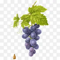 手绘水果葡萄-空若网 手绘水果葡萄-空若网