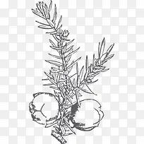 手绘风格黑白薰衣草-空若网 手绘风格黑白薰衣草-空若网