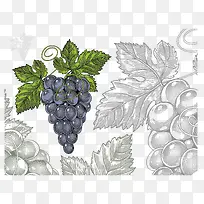 手绘矢量葡萄素材-空若网 手绘矢量葡萄素材-空若网