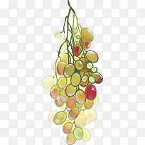 水果-空若网 水果-空若网