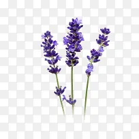 ×Ïɫ޹Ò²Ý-¿ÕÈôÍø ×Ïɫ޹Ò²Ý-¿ÕÈôÍø