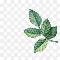 水彩植物-空若网 水彩植物-空若网