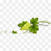 葡萄-空若网 葡萄-空若网