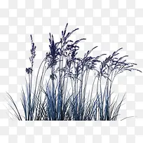 Þ¹Ò²ݲå»-¿ÕÈôÍø Þ¹Ò²ݲå»-¿ÕÈôÍø