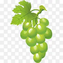 绿葡萄-空若网 绿葡萄-空若网