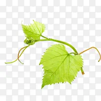 葡萄叶子实物-空若网 葡萄叶子实物-空若网