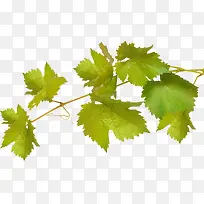 矢量葡萄叶-空若网 矢量葡萄叶-空若网