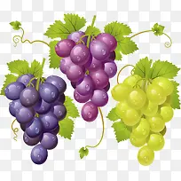 矢量水果樱葡萄-空若网 矢量水果樱葡萄-空若网