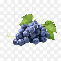 新鲜的紫色葡萄水果-空若网 新鲜的紫色葡萄水果-空若网