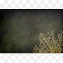 怀旧植物背景边框-空若网 怀旧植物背景边框-空若网