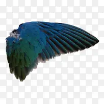 蓝色飞翔羽毛翅膀-空若网 蓝色飞翔羽毛翅膀-空若网