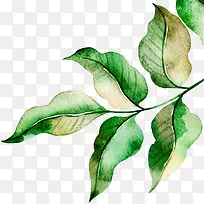 װ��Ҷ�Ӳ廭-������