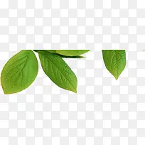 绿色春天树叶清新时尚-空若网 绿色春天树叶清新时尚-空若网