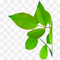 ������ɫ������Ҷ��֦-������