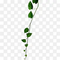 绿色清新时尚树叶风光-空若网 绿色清新时尚树叶风光-空若网