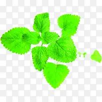 绿色时尚清新春天树叶-空若网 绿色时尚清新春天树叶-空若网