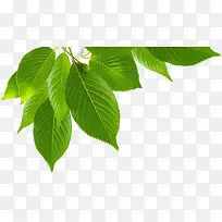 绿色时尚清新清爽树叶-空若网 绿色时尚清新清爽树叶-空若网