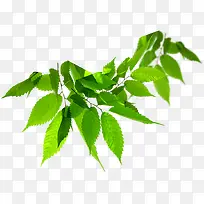 绿色清新时尚树叶美景-空若网 绿色清新时尚树叶美景-空若网