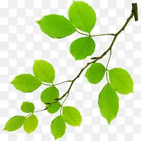 绿色清新树叶树枝春天-空若网 绿色清新树叶树枝春天-空若网