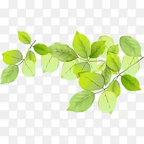 ���������ֻ���֦��Ҷ-������